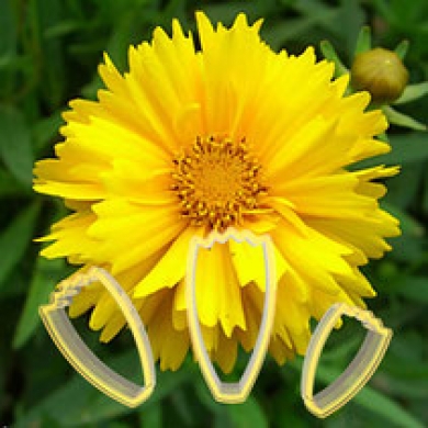 Calliopsis Çiçek Yapım Seti 3'lü
