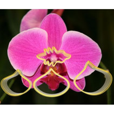 Orkide Çiçek Yapım Seti 4'lü